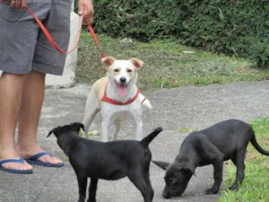 Cachorro raça SRD idade 2 anos nome Holly