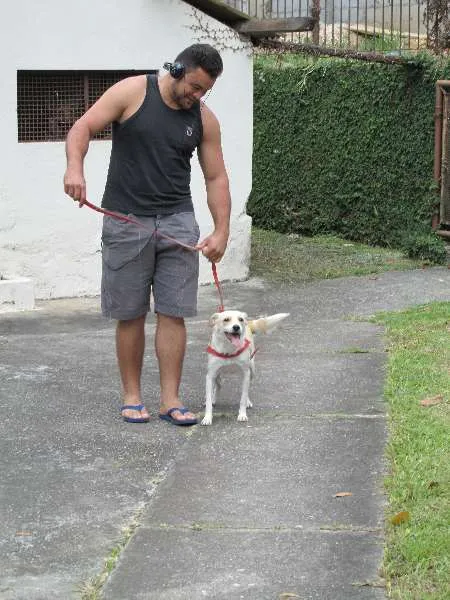 Cachorro ra a SRD idade 2 anos nome Holly