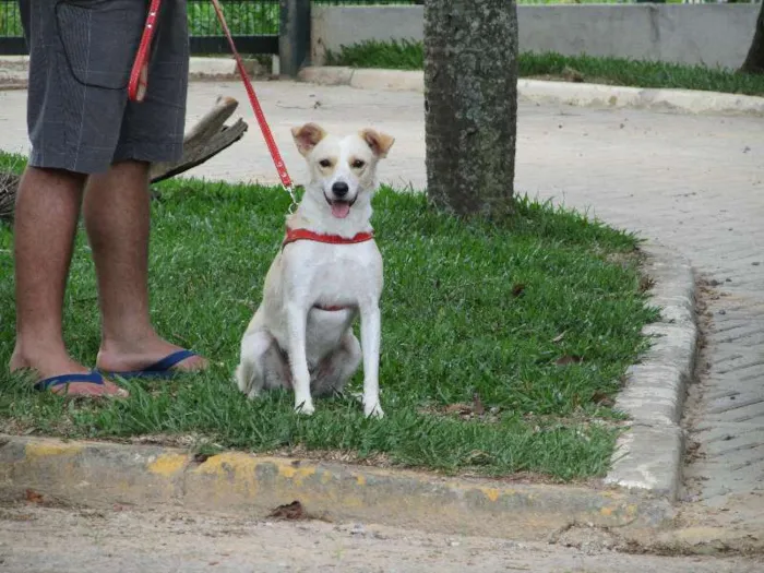 Cachorro ra a SRD idade 2 anos nome Holly