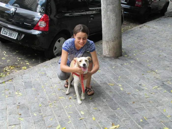 Cachorro ra a SRD idade 2 anos nome Holly