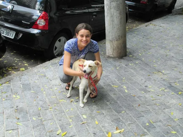 Cachorro ra a SRD idade 2 anos nome Holly