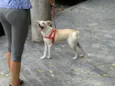 Holly