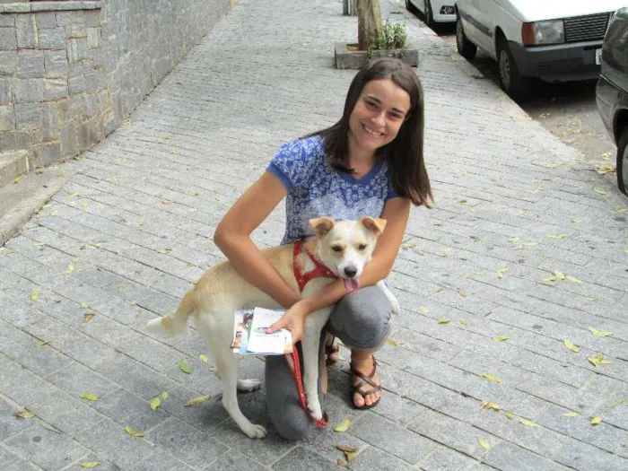 Cachorro ra a SRD idade 2 anos nome Holly