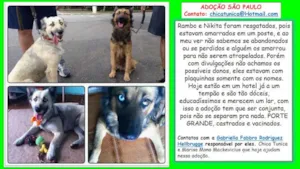 Cachorro raça SRD idade 2 anos nome Nikita e Rambo