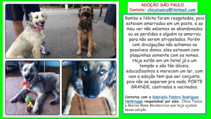 Cachorro ra a SRD idade 2 anos nome Nikita e Rambo