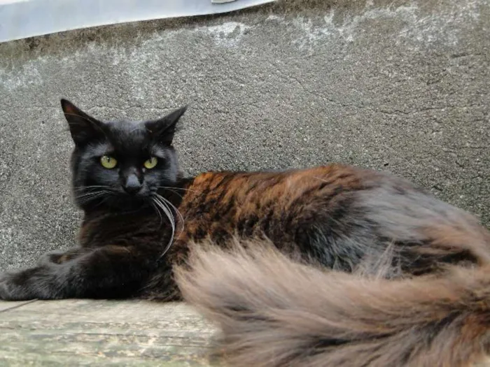 Gato ra a SRD idade 7 a 11 meses nome Huguinho