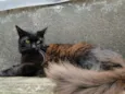 Huguinho
