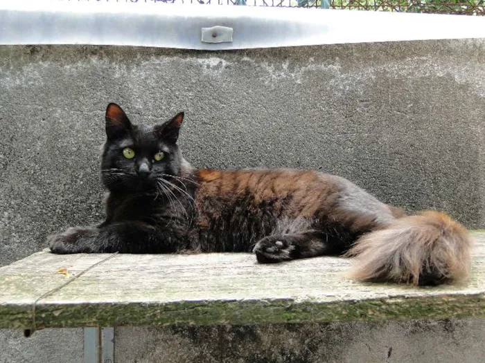 Gato ra a SRD idade 7 a 11 meses nome Huguinho