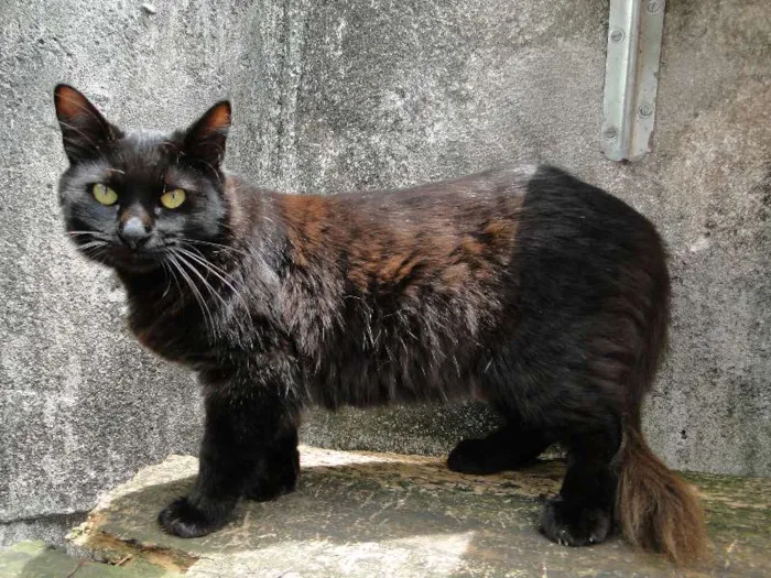 Gato ra a SRD idade 7 a 11 meses nome Huguinho