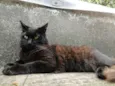 Huguinho
