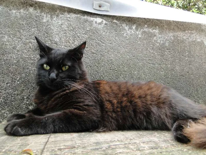 Gato ra a SRD idade 7 a 11 meses nome Huguinho