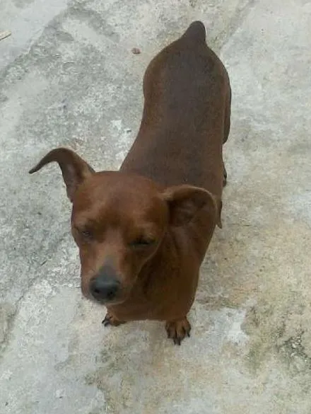 Cachorro raça Pinscher idade 2 a 6 meses nome Mylon