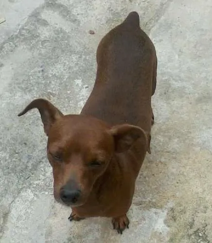 Cachorro raça Pinscher idade 2 a 6 meses nome Mylon