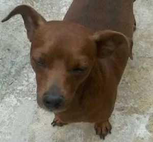 Cachorro raça Pinscher idade 2 a 6 meses nome Mylon