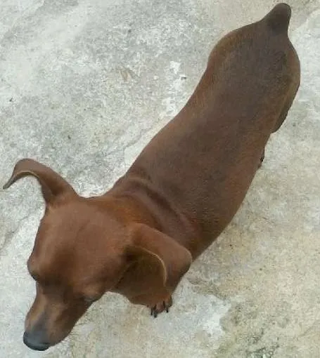 Cachorro raça Pinscher idade 2 a 6 meses nome Mylon