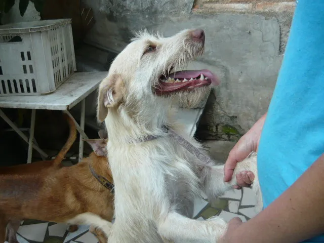 Cachorro ra a SRD idade 1 ano nome Lilica