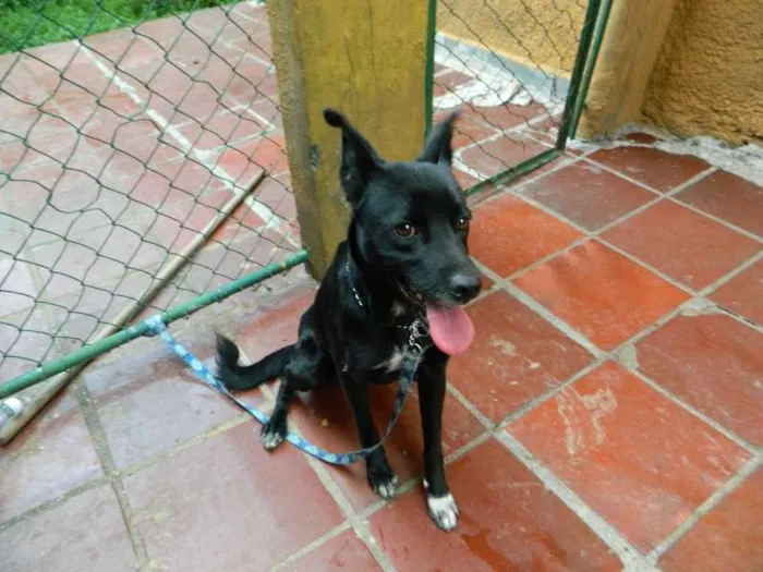 Cachorro ra a SRD idade 1 ano nome Banzai