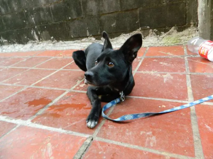 Cachorro ra a SRD idade 1 ano nome Banzai