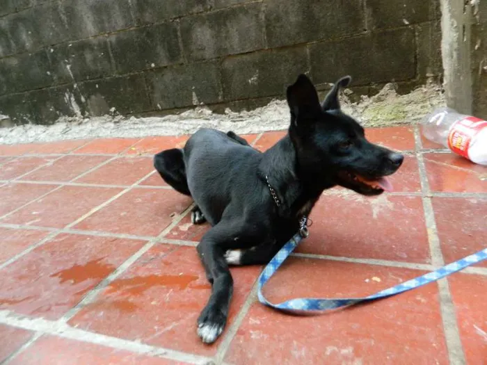 Cachorro ra a SRD idade 1 ano nome Banzai