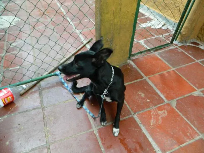 Cachorro ra a SRD idade 1 ano nome Banzai