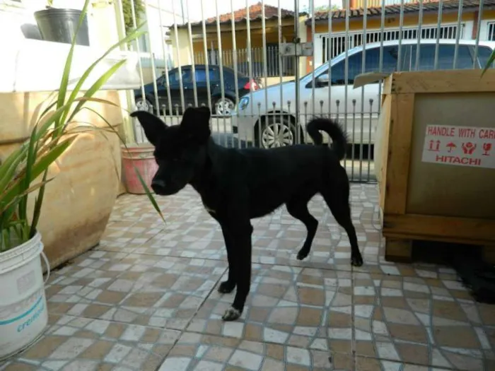 Cachorro ra a SRD idade 1 ano nome Banzai