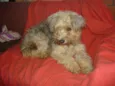 Dolly