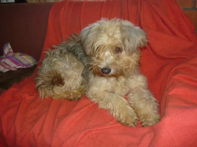 Cachorro ra a SRD idade 1 ano nome Dolly