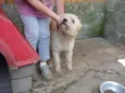 Luana