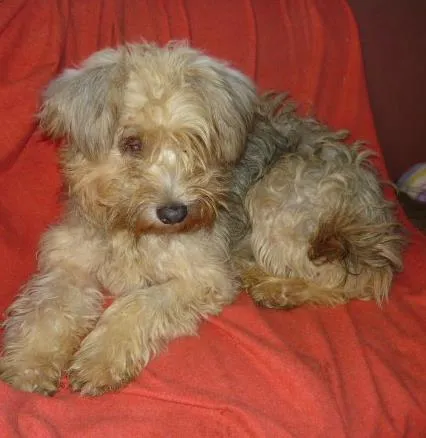 Cachorro ra a SRD idade 1 ano nome Dolly