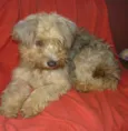Dolly