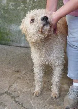 Cachorro ra a SRD idade 1 ano nome Luana