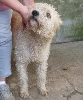Cachorro raça SRD idade 1 ano nome Luana