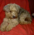Dolly