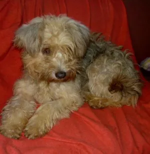 Cachorro raça SRD idade 1 ano nome Dolly
