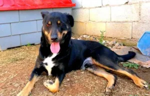 Cachorro raça SRD idade 2 anos nome FABINHO