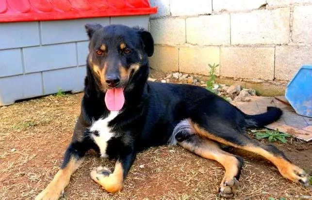 Cachorro ra a SRD idade 2 anos nome FABINHO