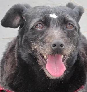 Cachorro raça SRD idade 2 anos nome AMORA PRETA