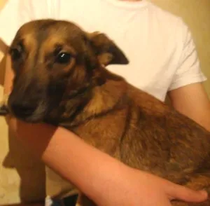Cachorro raça SRD idade 2 anos nome Pipoca