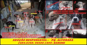Cachorro raça SRD idade Abaixo de 2 meses nome LINDOS FILHOTES PAR