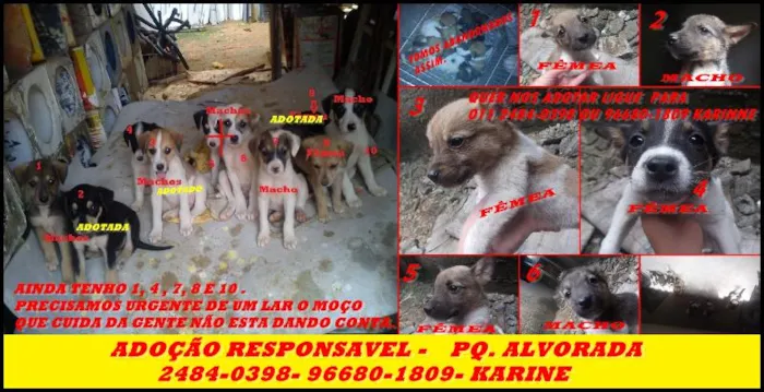 Cachorro ra a SRD idade Abaixo de 2 meses nome LINDOS FILHOTES PAR