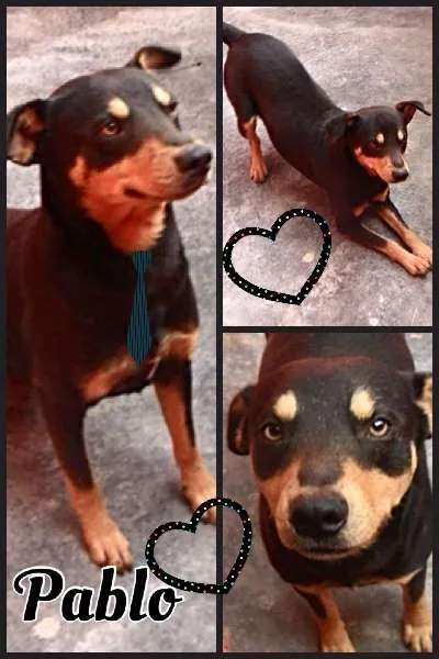 Cachorro ra a SRD  idade 1 ano nome PABLO