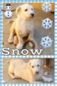SNOW
