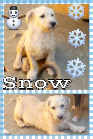 Cachorro raça SRD idade 2 a 6 meses nome SNOW