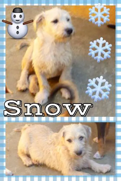 Cachorro ra a SRD idade 2 a 6 meses nome SNOW