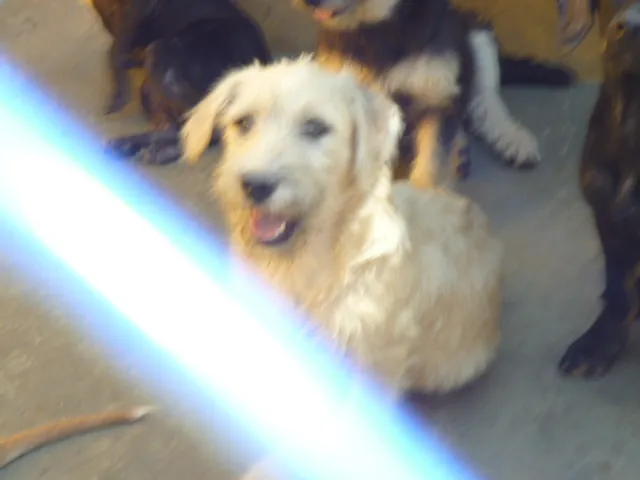 Cachorro ra a SRD idade 2 a 6 meses nome SNOW