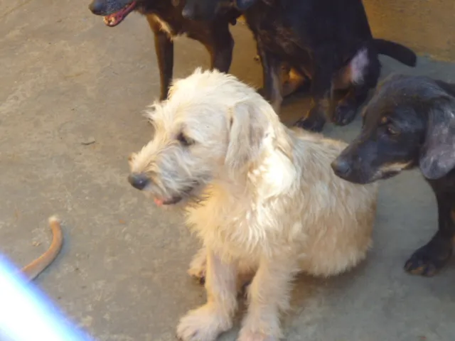 Cachorro ra a SRD idade 2 a 6 meses nome SNOW