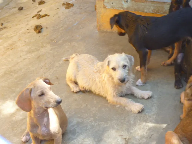 Cachorro ra a SRD idade 2 a 6 meses nome SNOW