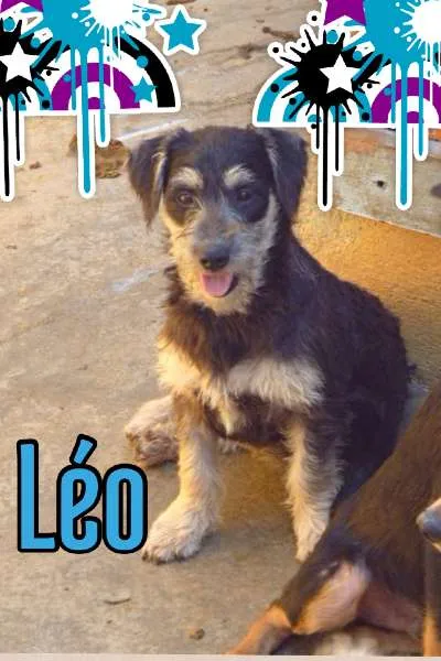 Cachorro ra a SRD idade  nome LÉO
