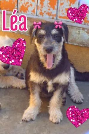 Cachorro raça SRD idade  nome LÉA