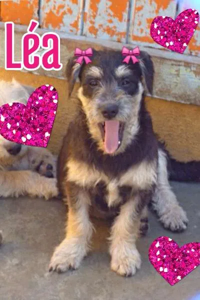 Cachorro ra a SRD idade  nome LÉA